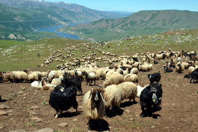 Göçerlerin Yaylalara Yolculuğu Sürüyor