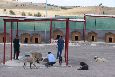 Başıboş Hayvan Sorunu İçin Çalışmalar Başladı