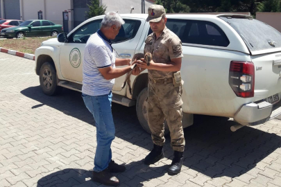 Tedavi İçin Şanlıurfa’ya Getirildi