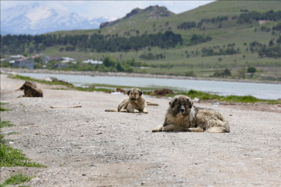 Sahipsiz Köpeğin Saldırısına Uğradı