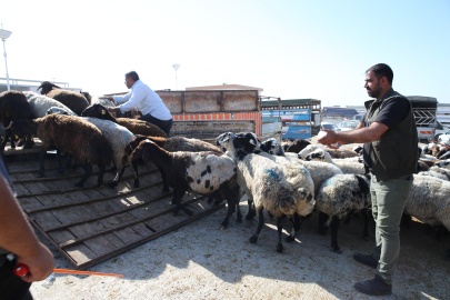 Kurban Pazarlarında Hareketlilik