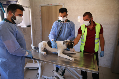 Sahipsiz Köpekler Aşılanıyor