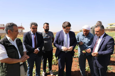Viranşehir’de Şelengo Hasadı Yapıldı
