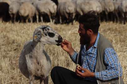 Şanlıurfalı Fenomen Koyun Gülçin