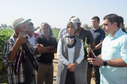 Birecik Patlıcanında Hasat Zamanı