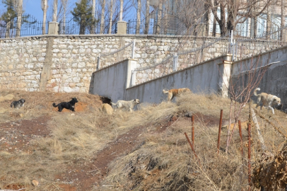 Sahipsiz Sokak Köpekleri Can Aldı