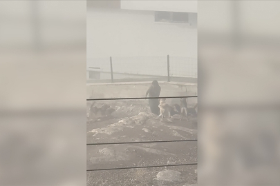 Kadın Köpeklerin Saldırısına Uğradı