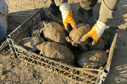 500 Kaplumbağa Doğaya Bırakıldı
