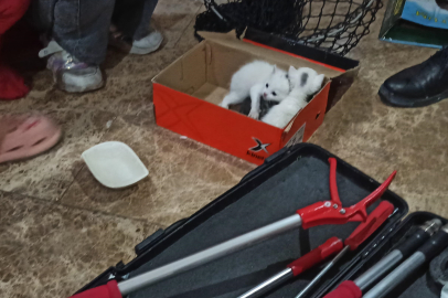 Urfa'da Kedi Kurtarma Operasyonu