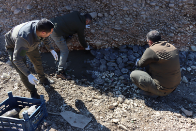 316 Kaplumbağa Doğaya Bırakıldı