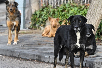 Urfa'da Köpekler 2 Kişiyi Yaraladı