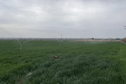 Şanlıurfa’da Su Tasarrufu Uyarısı