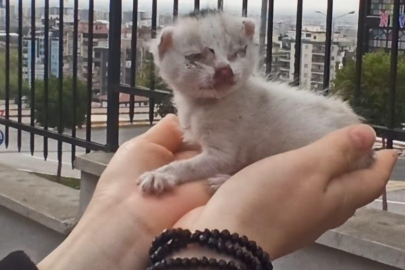 Mazgala Düşen Kedi Kurtarıldı