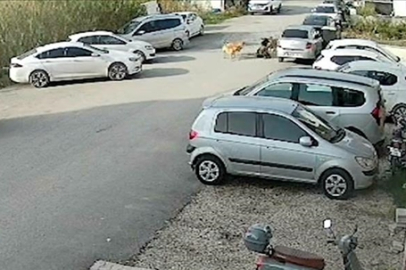 Sahipsiz Köpekler Kadına Saldırdı