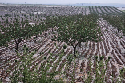 Şanlıurfa'da Dolu Etkili Oldu