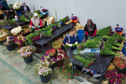30 Ülkeye Çiçek İhraç Edildi