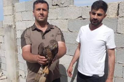 Şanlıurfa'da Kızıl Şahin Bulundu