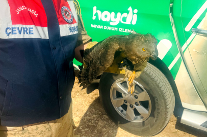 Kızıl Şahin Tedavi Altına Alındı