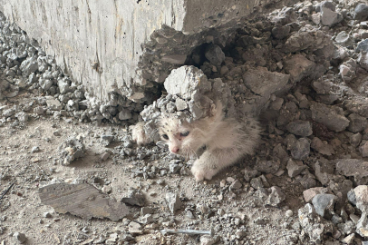 Mahsur Kalan Kedi Kurtarıldı