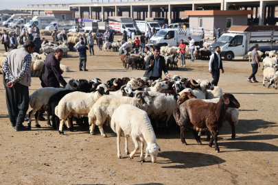 Şanlıurfa’da Kurbanlık Fiyatları
