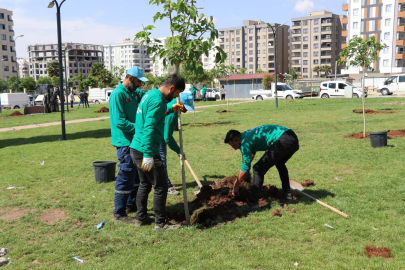 Haliliye Belediyesinden Yeşile Önem