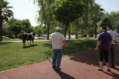 Kurbanlık Boğa Parkta Yakalandı