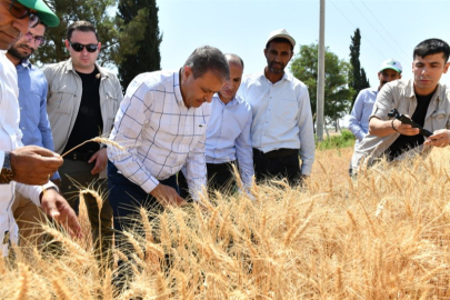 Şanlıurfa’da Buğday Hasadı Sürüyor