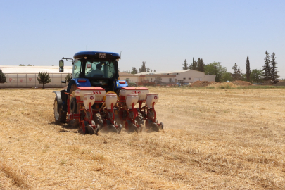 Urfa'da Anıza Mısır Ekimi Yapıldı