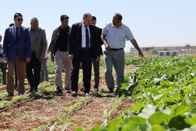 Şanlıurfa'da Ata Tohumları İle Üretim