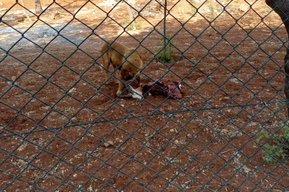Üniversitede Başıboş Köpek Vahşeti