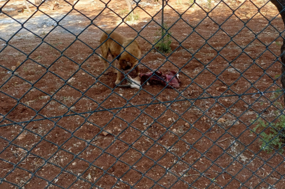 Köpeğin Saldırdığı 2 Ceylan Öldü