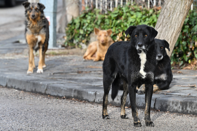 Köpekten Kaçtı, Otomobil Çarptı
