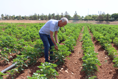Şanlıurfa'da Sıcaklar Pamuğa Yaradı