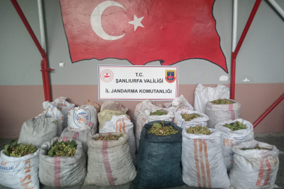 Fıstık Hırsızları Suçüstü Yakalandı