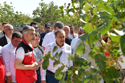 Şıldak, Fıstık Hasadına Katıldı