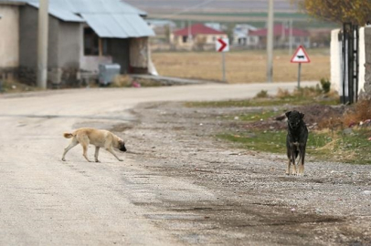 Sahipsiz Köpekler Ölüm Getirdi