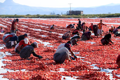 Urfa’da İsot, Onlarda Domates