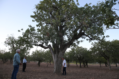 Şanlıurfa'da Fıstığa Verilen Önem