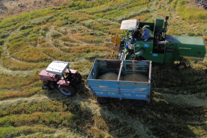 Karacadağ Pirincinde Hasat Zamanı