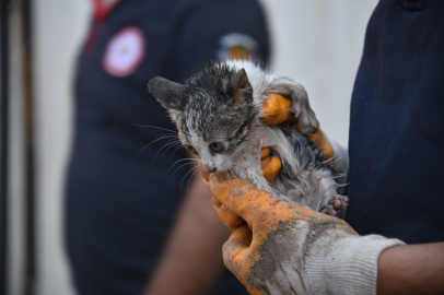 Urfa’da Kedi Kurtarma Operasyonu