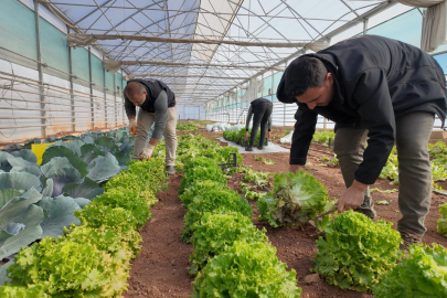 Büyükşehir’de Sebze Hasadı Başladı