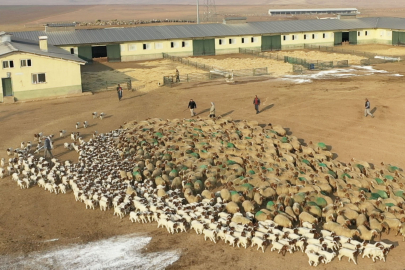 60 Bin Kuzu Dünyaya Geldi