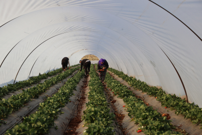 Şanlıurfa’da Çilek Yetiştirdi
