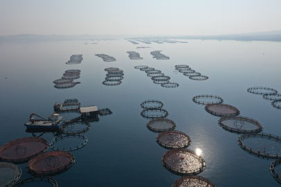 Fırat Nehrinde Balık Üretimi
