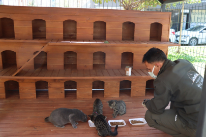 Sokak Kedileri İçin Örnek Proje