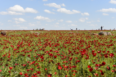 Şanlıurfa'da Gelincik Zamanı