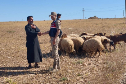 Kayıp Hayvanlar Dronla Bulundu