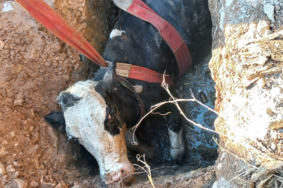 Urfa’da İnek Kurtarma Operasyonu