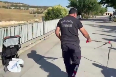 Bebek Arabasına Yılan Düştü