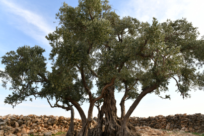 Zeytin Ağacına Çevre Düzenlemesi